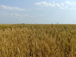 Посевная кампания в Нижегородской области завершена